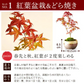【敬老の日カード付】 紅葉のミニ盆栽＆ありがとうどら焼き 【おいもや】（9月13日〜16日配送） KR