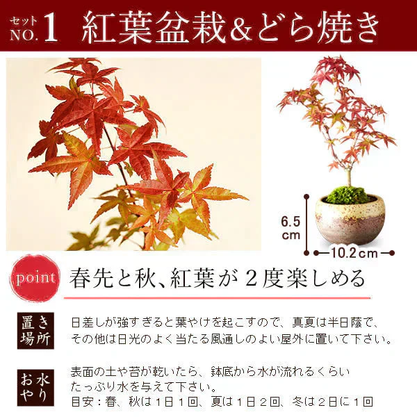 【敬老の日カード付】 紅葉のミニ盆栽＆ありがとうどら焼き 【おいもや】（9月13日〜16日配送） KR