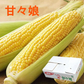 【6月発送】送料無料 とうもろこし 甘々娘 2キロ 朝採り 生で食べられるとうもろこし 甘々娘 かんかんむすめ フルーツコーン スイートコーン【エコ得】