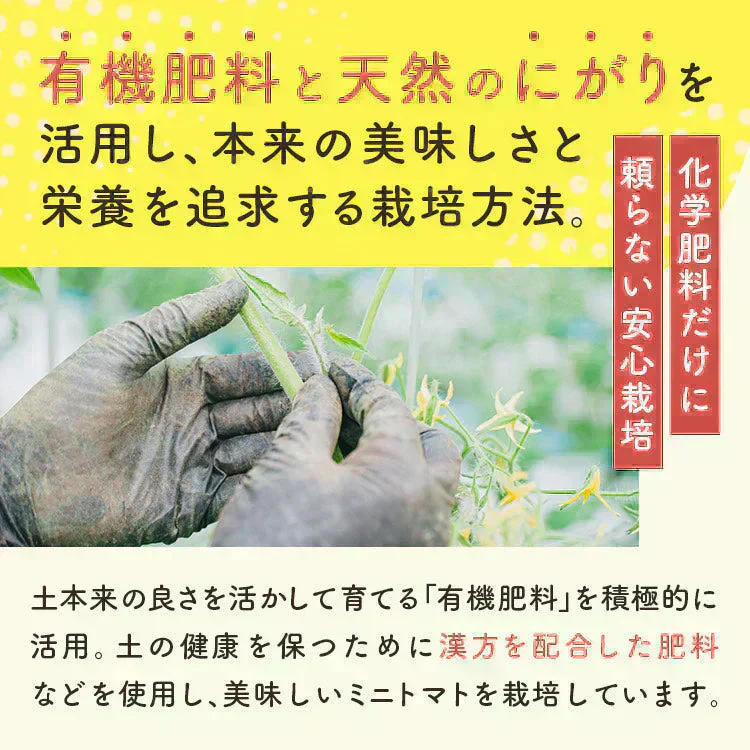 2kg 家族の笑顔が広がる完熟ミニトマト「トマランタン」東北配送不可】