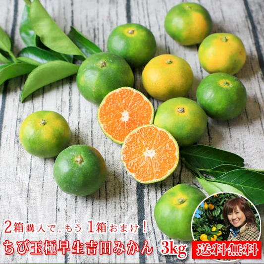 【予約販売　9/24以降発送】【ちび玉極 03】ちび玉 極早生 吉田みかん 3kg　（多少の枝傷・葉傷・黒点等有り）（家庭用・3S～2Sサイズ込み）【愛媛県産】【送料無料】みかん 極早生
