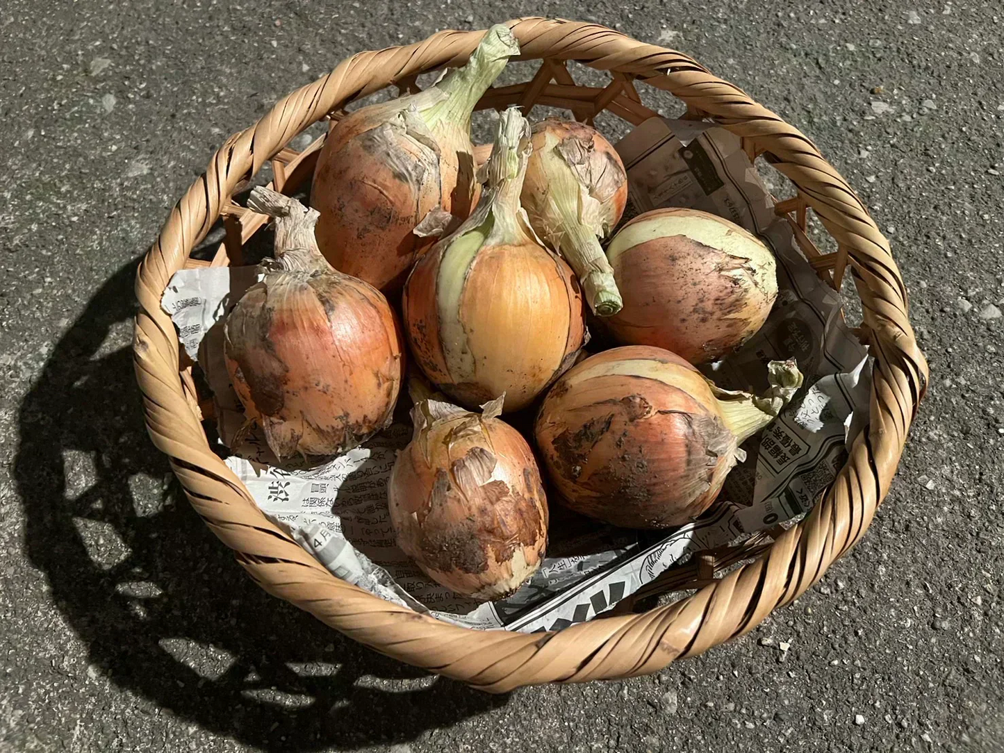 大阪府産　玉ねぎ　4.5㎏【訳あり】　4.5キロ★★産地直送！たまねぎ！フードロス削減にご協力くださいm(__)m