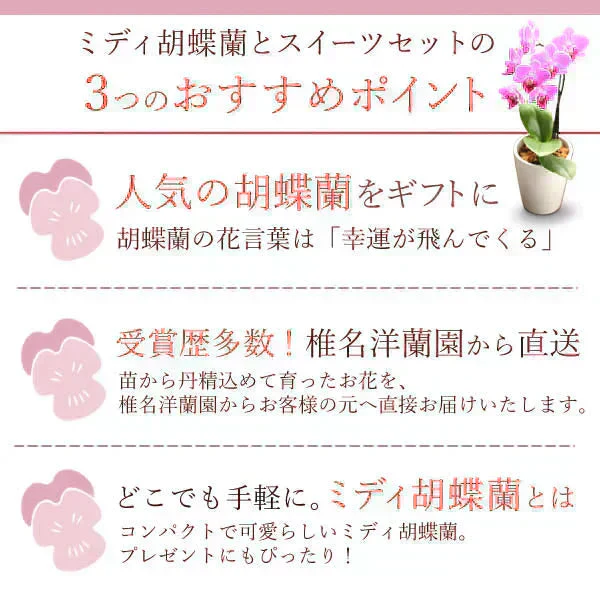 敬老の日 ミディ胡蝶蘭（チュンリー）＆ミニ苺バウム 【おいもや】 (9月12日～15日配送) KR