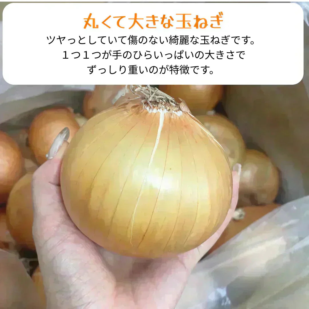 【有名飲食店 / ホテルも愛用】つやつやたまねぎ 2kg 野菜 根菜 玉葱 玉ねぎ タマネギ サラダ 市場 果物 料理 カレー 惣菜 ギフト