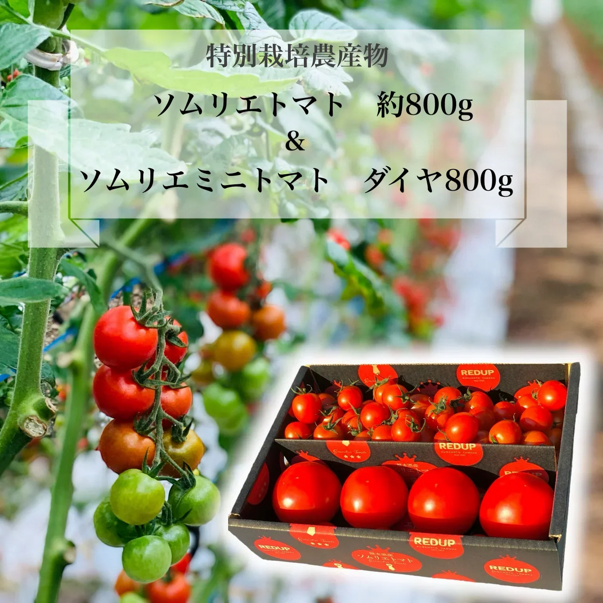 【特別栽培農産物】ソムリエトマト 約800gと ソムリエ ミニトマト ダイヤ800gのセット