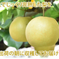 【9月中旬～下旬頃より順次出荷】梨 秋月 送料無料 秀品 約3kg 6〜10玉 熊本県産 お取り寄せ フルーツ ナシ なし 幸水 秋月 新高