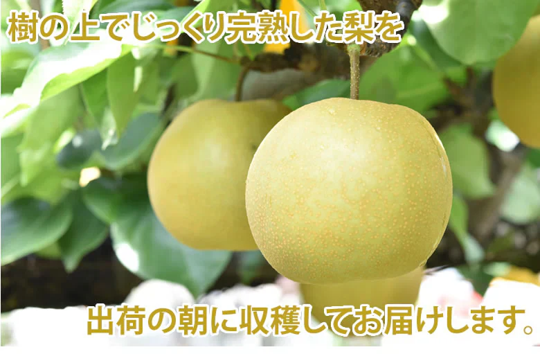 【9月中旬～下旬頃より順次出荷】梨 秋月 送料無料 秀品 約3kg 6〜10玉 熊本県産 お取り寄せ フルーツ ナシ なし 幸水 秋月 新高