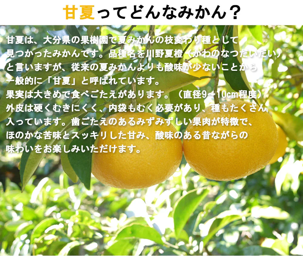 甘夏 5kg みかん 蜜柑 ご家庭用 箱買い サイズミックス あまなつ 柑橘 フルーツ 果物 産地直送 愛媛県産 YDF-013