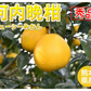 河内晩柑 みかん 送料無料 秀品 5kg M～2L 和製グレープフルーツ お取り寄せ 熊本県産 ジューシーオレンジ 美生柑