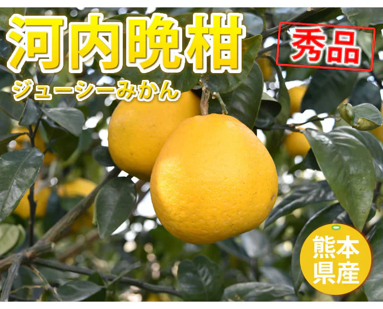 河内晩柑 みかん 送料無料 秀品 5kg M～2L 和製グレープフルーツ お取り寄せ 熊本県産 ジューシーオレンジ 美生柑