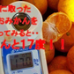【11月上旬頃～12下旬頃順次発送】しおみかん  5kg みかん 熊本産 訳あり ご家庭用 80サイズ