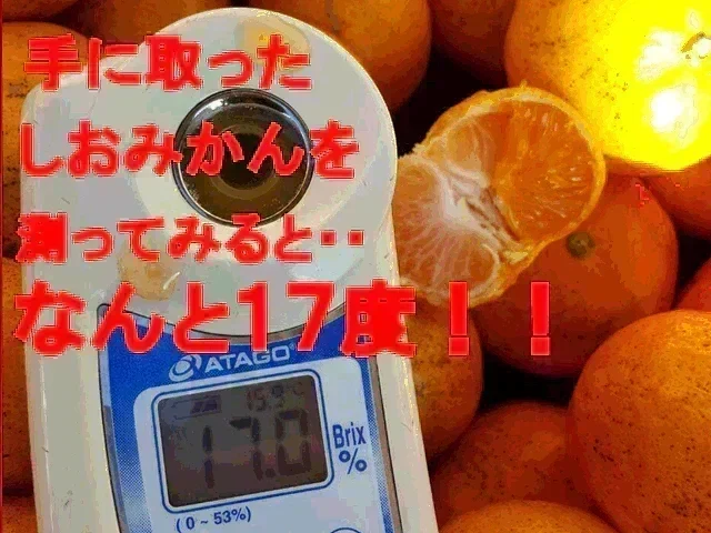 【11月上旬頃～12下旬頃順次発送】しおみかん  5kg みかん 熊本産 訳あり ご家庭用 80サイズ