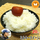 米 長野県飯綱産 ミルキークイーン 玄米 20kg 令和7年産 YOU優FARM