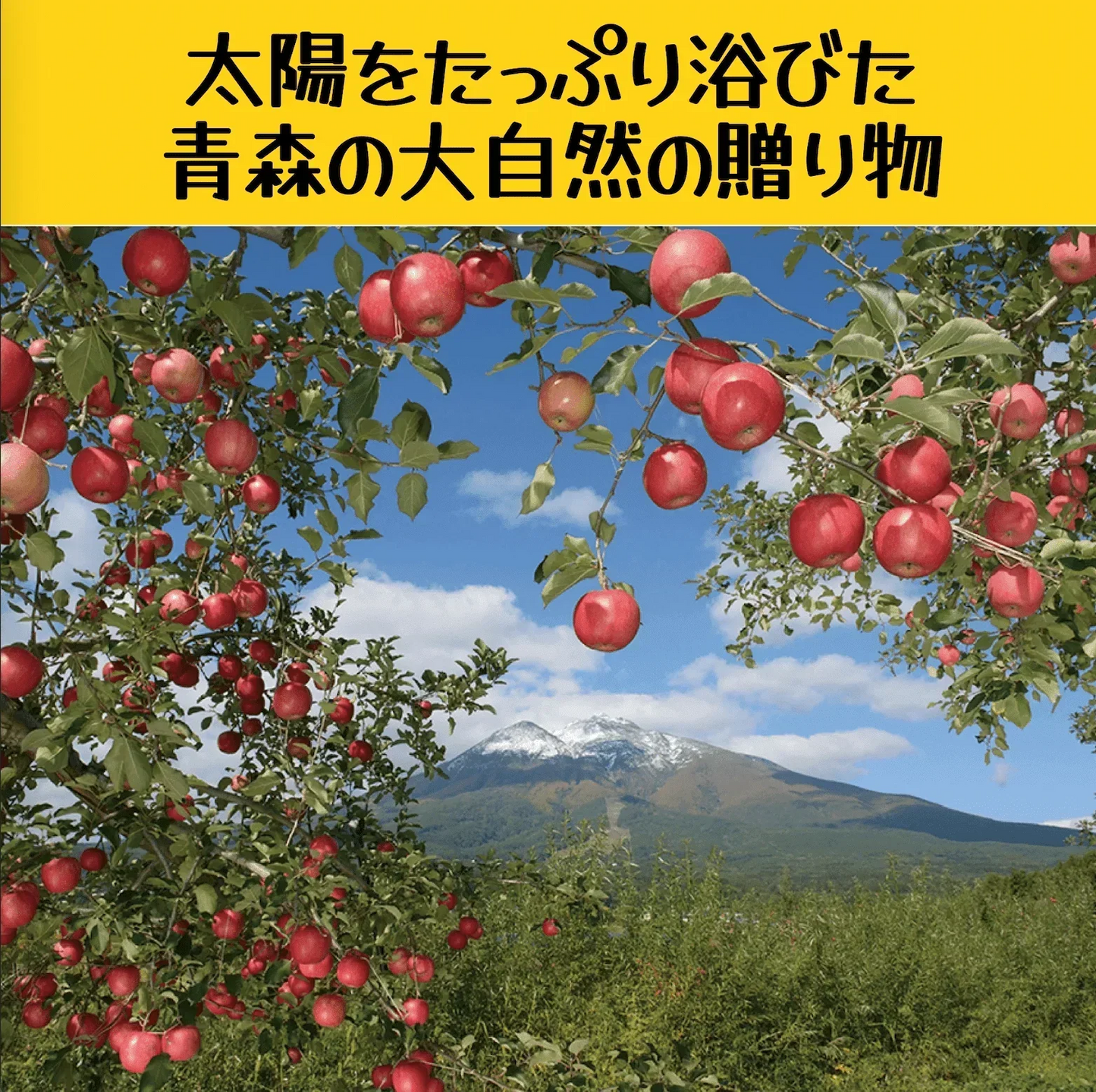 青森県産　家庭用　早生ふじ（弘前ふじ）　5kg　全国送料無料！