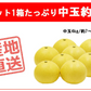 土佐文旦 中玉 4kg 送料無料 ご家庭用 箱買い サイズミックス みかん 柑橘 フルーツ 果物 産地直送 愛媛県産 YDF-007