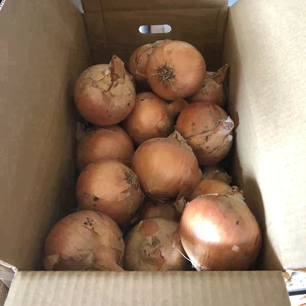 【訳あり】(塩栽培)淡路島産ソルティ玉ねぎ10キロ　美味しいさ甘さグー