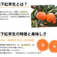 山下紅早生 みかん 幻のみかん 送料無料 秀品 2.5kg 希少品種 熊本県産  蜜柑 早生みかん ミカン