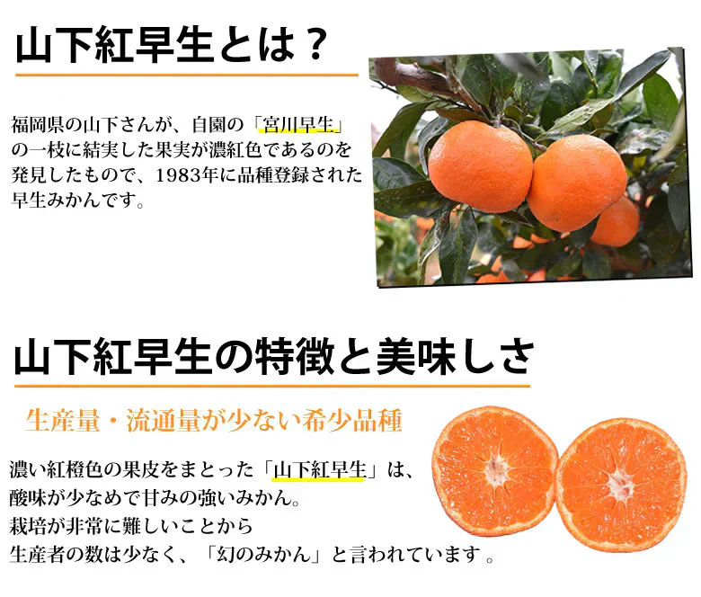 山下紅早生 みかん 幻のみかん 送料無料 秀品 2.5kg 希少品種 熊本県産  蜜柑 早生みかん ミカン