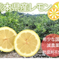 レモン 訳あり 国産レモン 送料無料 5kg 熊本県産 減農薬 防腐剤ワックス不使用 れもん グリーンレモン 国産