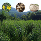 菊芋パウダー 国産 熊本県産 菊芋の粉末 80g 【ネコポス便】【送料込み】【二重包装不可】【お届け不可地域：離島】【お届け日時指定不可】