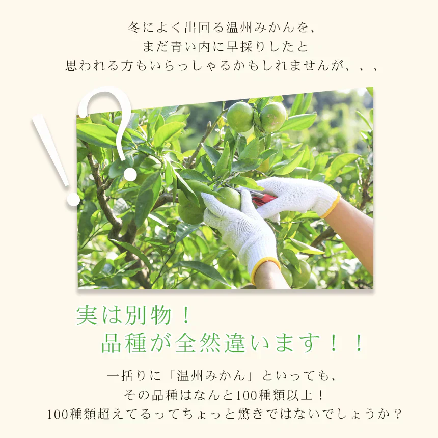 みかん　極早生　2ｋｇ　ｆ極０2　家庭用　中玉　愛媛　吉田みかん　果物　フルーツ　柑橘