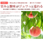 【8月中旬頃-9月中旬頃ご注文受付順次】白桃 約2kg 6-8玉前後 化粧箱 ギフト 秀品 贈り物 桃 モモ ピーチ 山形産 産地直送