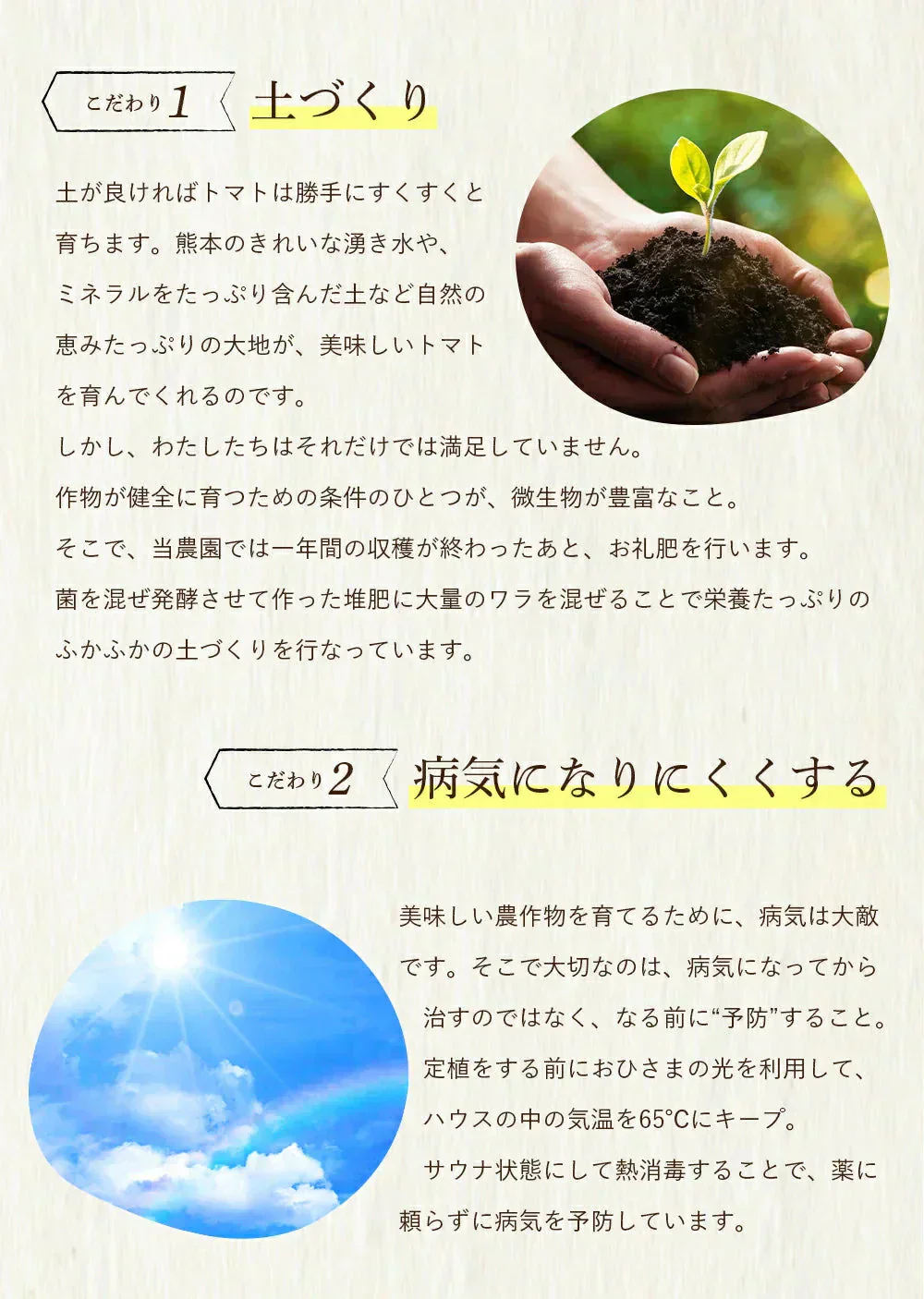 送料無料　訳あり ソムリエ トマト 5.5～6.5kg（18玉～36玉)【最安値挑戦祭】