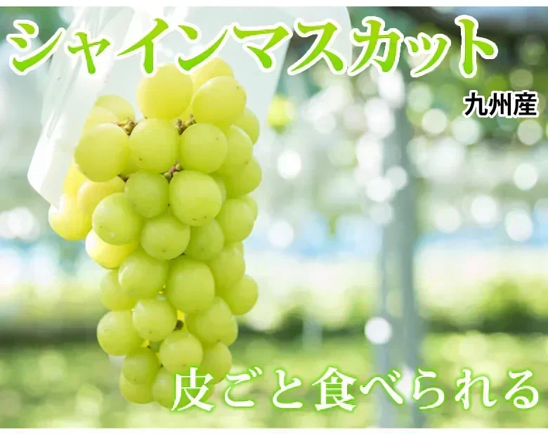 シャインマスカット ぶどう 送料無料 1kg 2〜3房 九州産 マスカット 葡萄 ブドウ