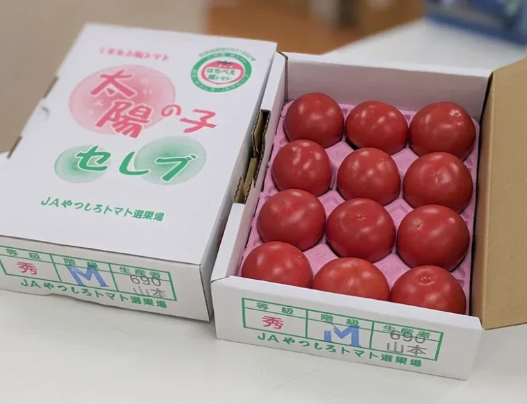 【フルーツトマト！太陽の子セレブ！人気塩トマト　1㎏　化粧箱入り】豊洲市場仕入れ
