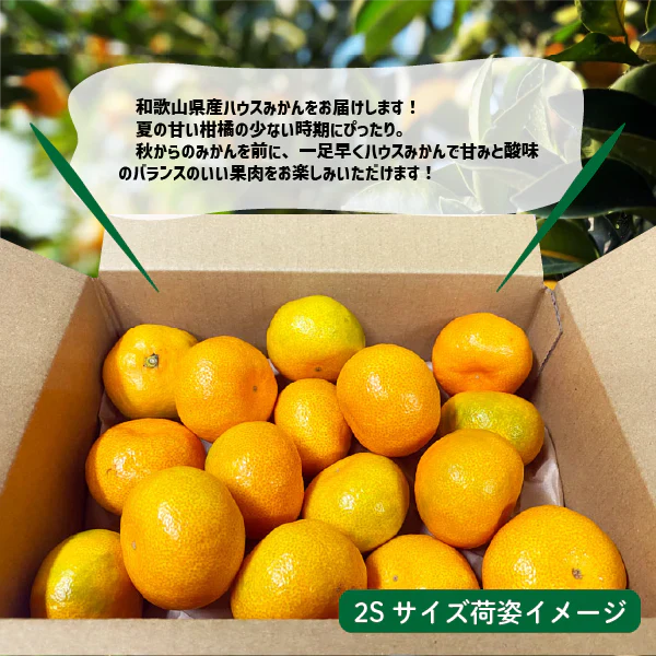 和歌山県産 ハウスみかん 約1kg  3S〜Sサイズ 有田産 ハウス みかん お中元 ギフト 贈答用