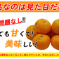 【最安値挑戦祭】みかん 訳あり 送料無料 5kg B品 愛媛 みかん 温州みかん ミカン 蜜柑 安い 甘い 箱買い 産地直送 愛媛県産 YDF-001