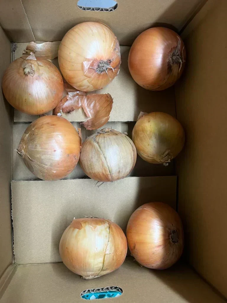 たまねぎ 約900g〜1kg「補償分600g、本商品300g」 60サイズ※全国配送可能【カウシェファーム収穫対象商品】新玉ねぎ