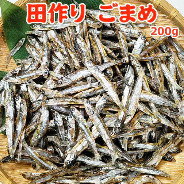 田作り ごまめ 200g サイズ 無選別 常温便 ネコポス 送料無料【猛暑注意！到着後お早めに室内へ】