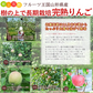 【12月上旬-下旬頃ご注文受付順次】サンふじりんご　約3kg箱　8-12玉前後 樹上完熟りんごを産地直送