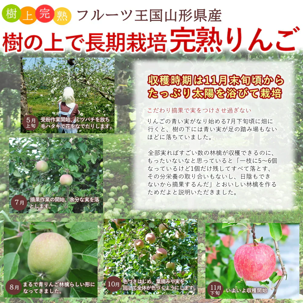 【12月上旬-下旬頃ご注文受付順次】サンふじりんご　約3kg箱　8-12玉前後 樹上完熟りんごを産地直送