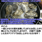 急速凍結 生食用冷凍牡蠣 殻付き 牡蠣 送料無料 ２ｋｇ（目安20個程度） 冷凍便 牡蠣 殻付き 殻付 カキ 牡蛎 かき 松島牡蠣屋 BBQ バーべキュー 二枚貝 貝類  kaki かきカキ