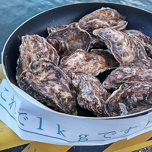 急速凍結 生食用冷凍牡蠣 殻付き 牡蠣 送料無料 ４ｋｇ（目安40個程度） 冷凍便 牡蠣 殻付き 殻付 カキ 牡蛎 かき 松島牡蠣屋 BBQ バーべキュー 二枚貝 貝類  kaki かきカキ