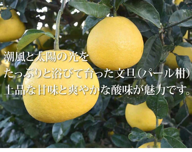 パール柑 5kg 箱込 (内容量4kg+不良果補償分500g)  文旦 みかん 送料無料 訳あり 無選別 サイズ混合 熊本県産 グレープフルーツ 蜜柑