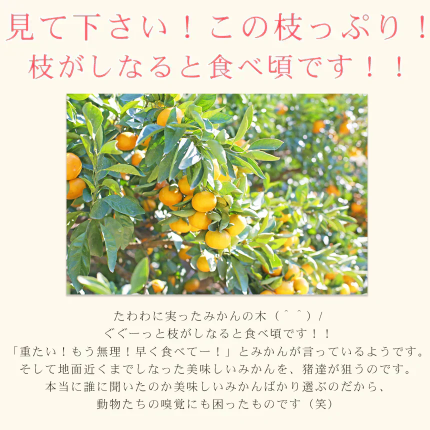 みかん　特撰　吉田みかん　５ｋｇ２箱　特撰０５０２　贈答用　精品　中玉　２Ｌサイズ揃えで３５玉前後が２箱　化粧箱入　特撰包装　ミカン　蜜柑　フルーツ　果物　柑橘　贈物　贈答　お歳暮　送料無料