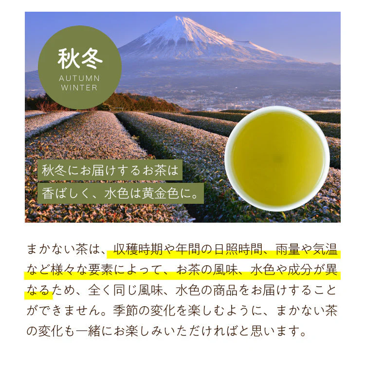 【2024年産】静岡県産緑茶 ティーライフのまかない新茶 100個入（ ティーバッグ 緑茶 新茶 ）