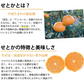 せとか みかん 送料無料 ハウス栽培 秀品 2kg 希少品種 熊本県産 蜜柑 清見 アンコール マーコット