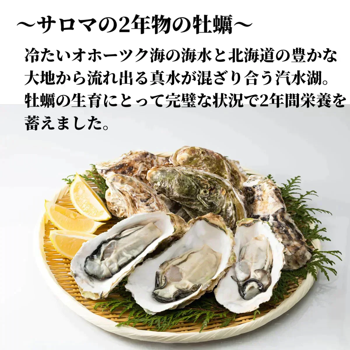 北海道 牡蠣 3Kg カキ サロマ湖産 生カキ 産地直送 生食用 殻付 カキ殻 大粒 殻 付き 牡蠣 グラタン牡蠣 北海道 お歳暮 年末 3キロ プリプリ 牡蠣 殻付き 牡蠣 ギフト 冷蔵 生きたまま 活牡蠣 かき 牡蠣 生食 紋別 冬グルメ