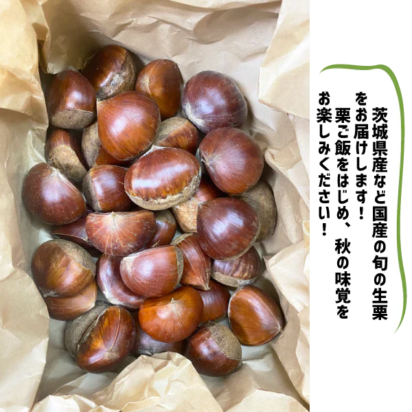 栗 生栗 約１kg ２〜３Lサイズ 栗 くり 栗ご飯 茨城県 敬老の日 国産
