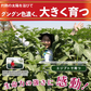 スッキリ恵みの青汁粒 100粒入り　3袋セット