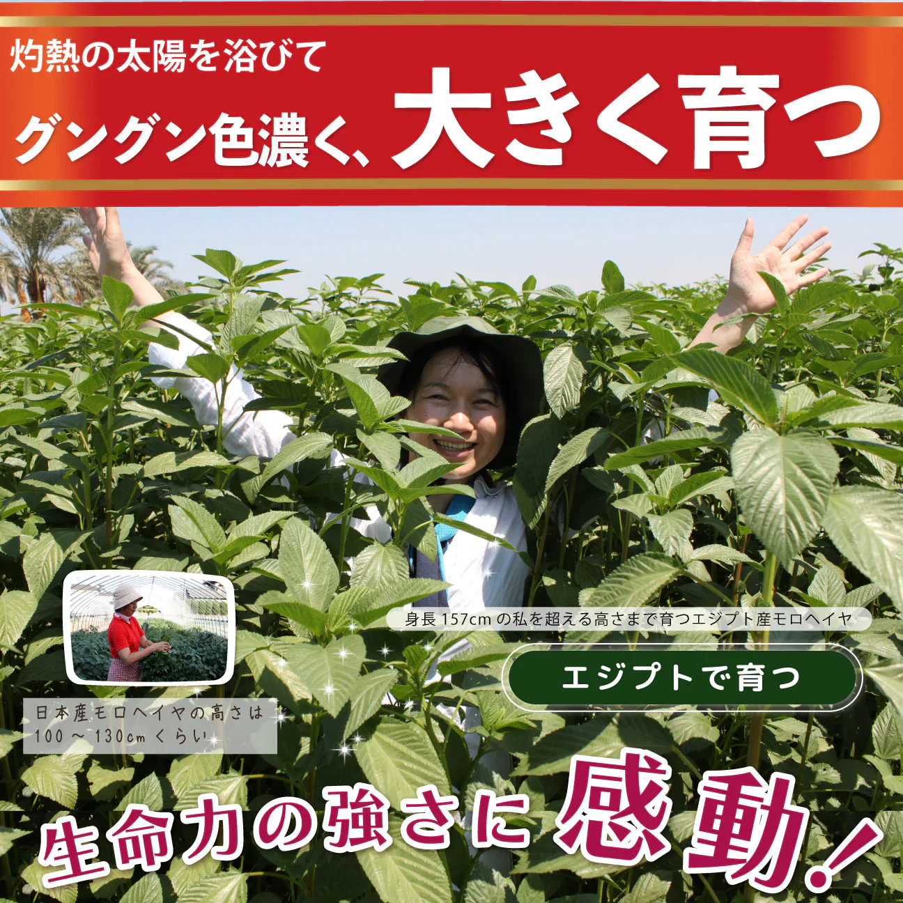スッキリ恵みの青汁粒 100粒入り　3袋セット