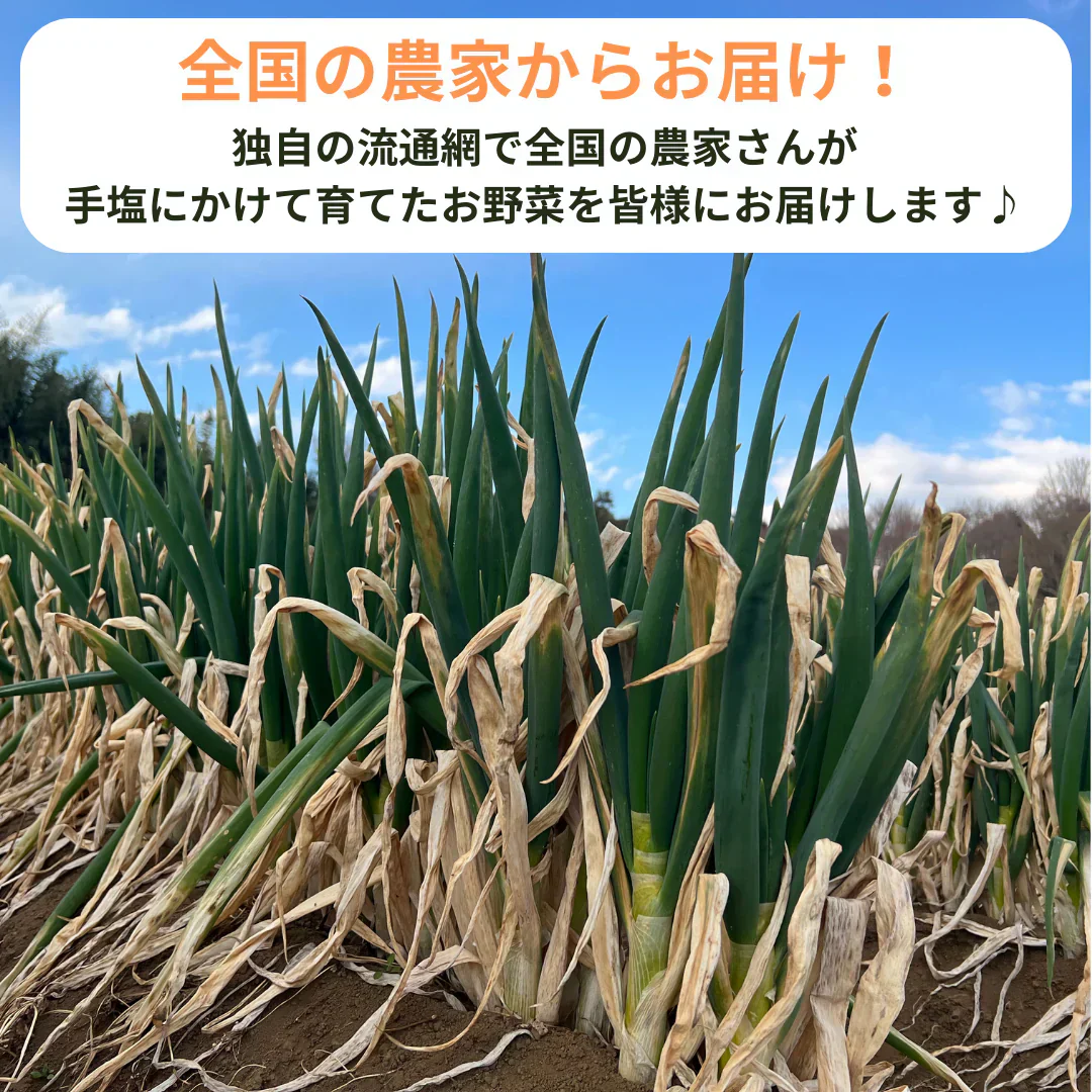 長ネギ 3キロ（15本以上） 有名ホテル･大手チェーン店も御用達!
