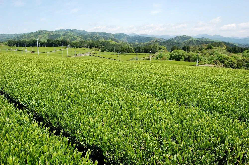 訳あり静岡茶100g×3 茎入茶葉 お茶 お茶の葉 日本茶 緑茶 一番茶 カテキン緑茶 深蒸し茶 お徳用 業務用【エコ得】