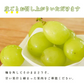 【 10月下旬頃発送予定】青森県産 家庭用 訳あり シャインマスカット 約600g バラ詰め