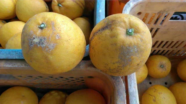 河内晩柑 訳あり 1箱 箱込10kg (9kg+保証分500g）熊本産