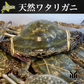 北海道産 内子入り ワタリガニ 2杯